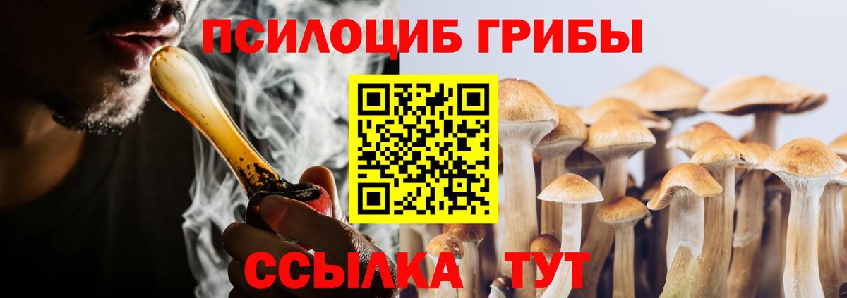 Галлюциногенные грибы Psilocybe Карачаевск